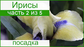 💐 Посадка ирисов весной и осенью, как и когда сажать ирисы