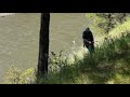 Boise County dog rescue