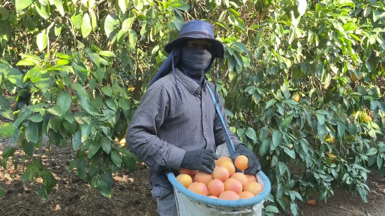 เก็บหมากส้มซันไลวันละ8บล็อกครับผม #คนไทยในต่างแดน #อิสราเอล #garden 