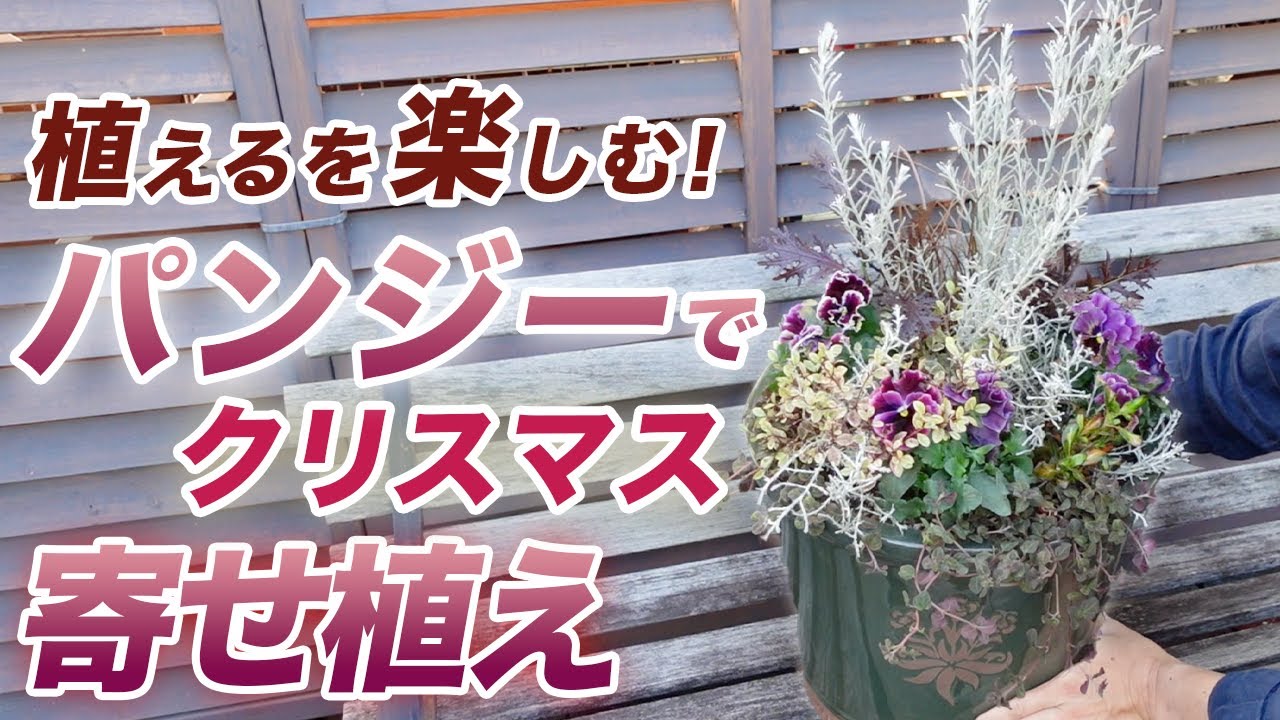 ☆新春の寄せ植え☆長く楽しむ☆寄せ植え☆３鉢セット☆ 初心者・中級者向け!】お正月まで楽しめる寄せ植え♪冬のアレンジ方法