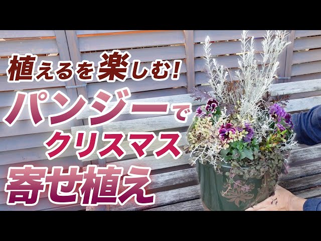 初心者・中級者向け!】お正月まで楽しめる寄せ植え♪冬のアレンジ方法