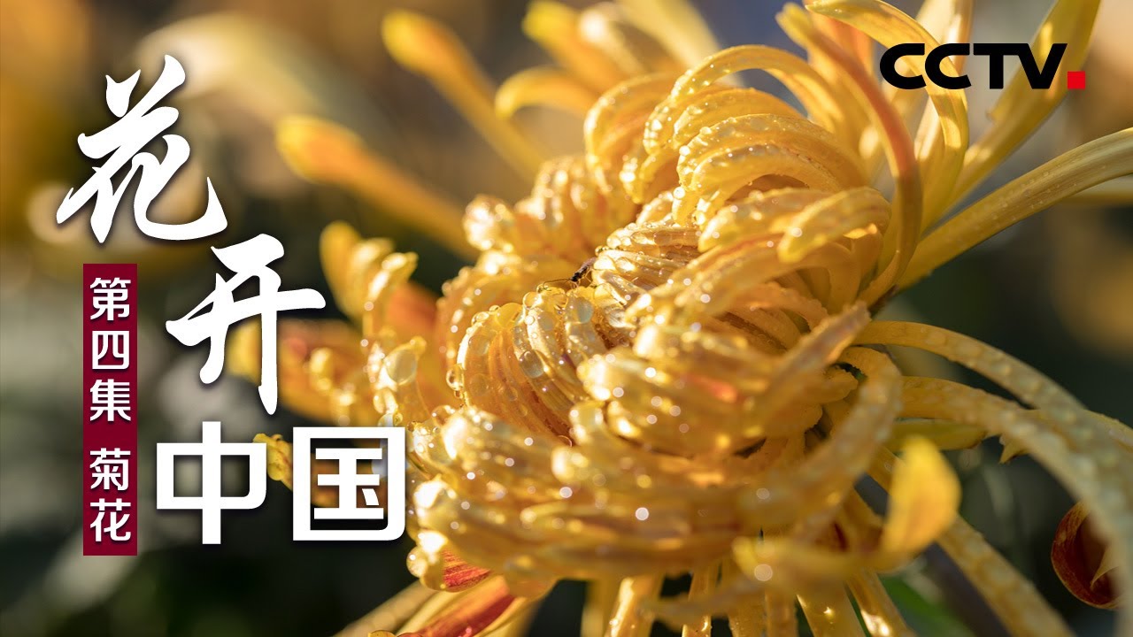 花开中国 第四集菊花 Cctv纪录 Youtube