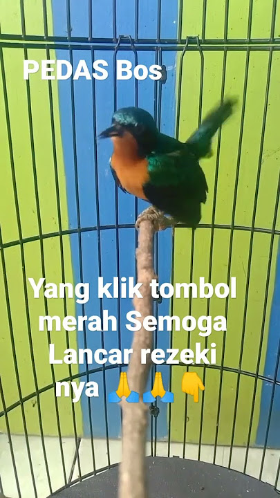 kolibri muncang gacor suara jernih,masteran burung terbaik