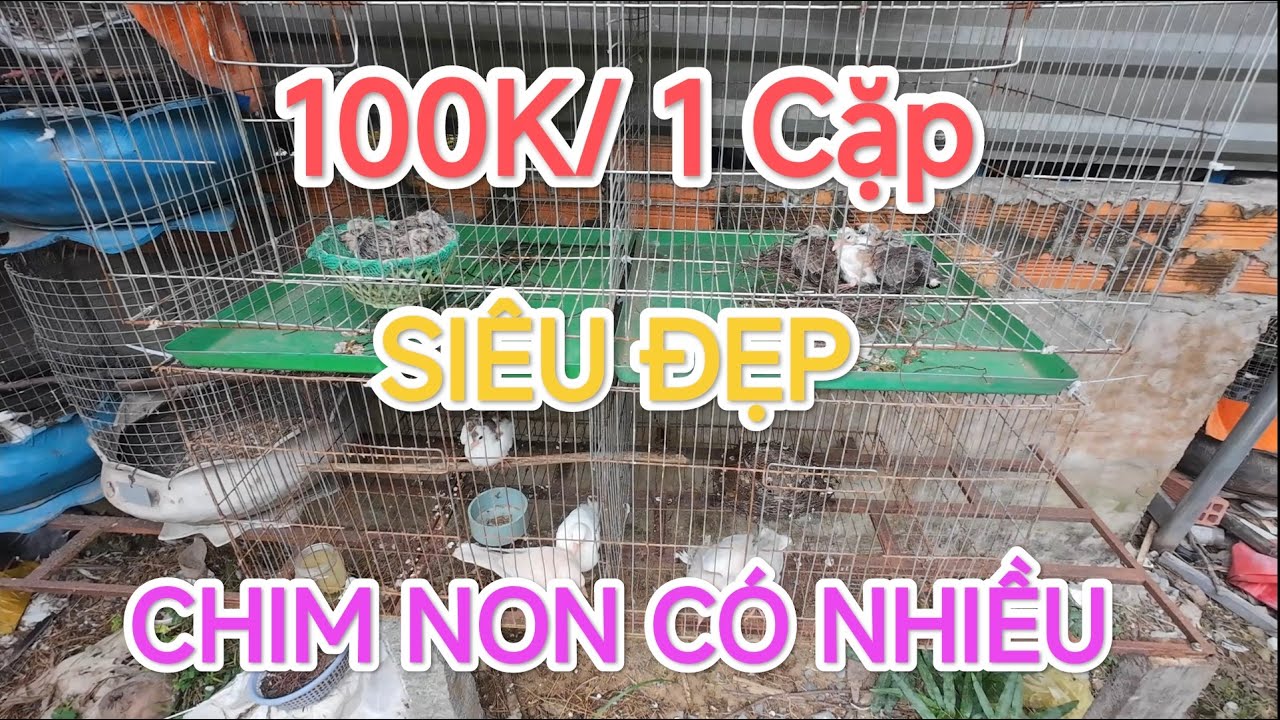 QUÁ NHIỀU CHIM CU GÁY GIÁ RẺ. CHIA SẺ ĐAM MÊ GIÁ MỀM