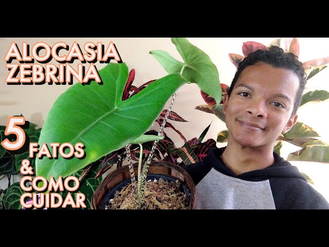 Alocasia Zebrina - 5 FATOS & COMO CUIDAR!