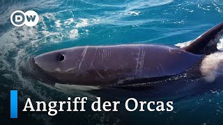 Orcas greifen Boote in Spanien immer öfter an | Fokus Europa