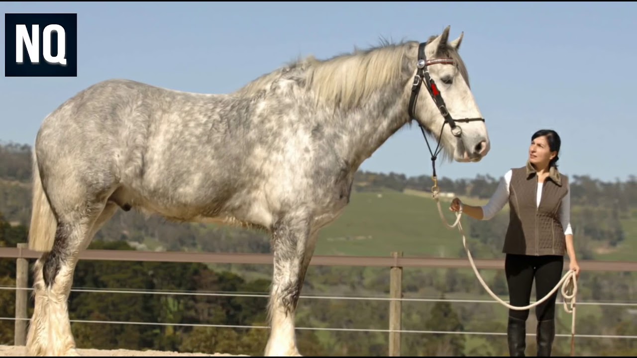 Наименьшая лошадь в мире. Тяжеловоз Шайр. Тяжеловоз бельгийский Першерон.