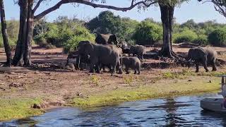 River Safari Cruise on the Chobe River in Kasane, Botswana.