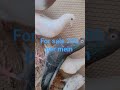 #birds #parrot #pets #funny #fact2fact #mirzafact #factvideo #the #bird #hindifact #trendingshorts