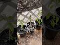 My Chili Plants Survived… Except One ❄️🌶️ #chiliplants #garden #coldweather #shorts
