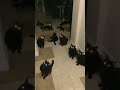 Gato Preto Shorts Gatos Gato Preto Shorts Gatos