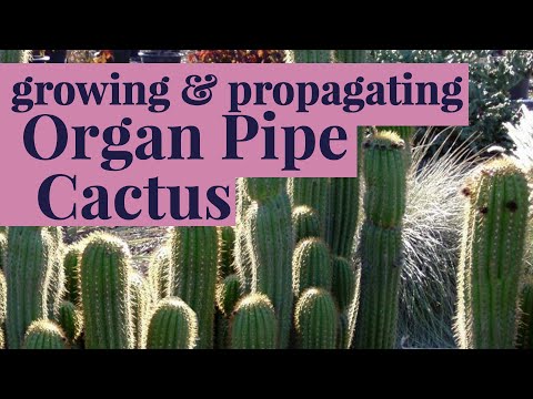 Video: Information On Organ Pipe Cactus Care