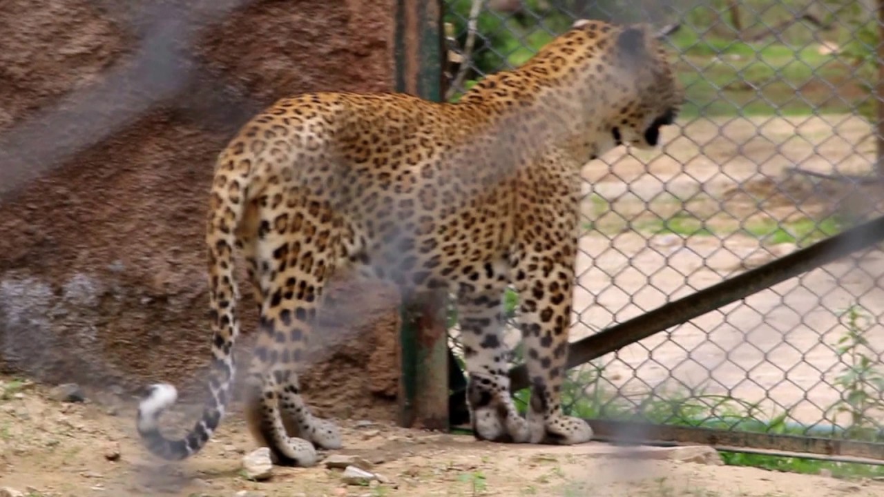 Panther Sighting At Nahargarh Zoological Park Nahargarh Biological 