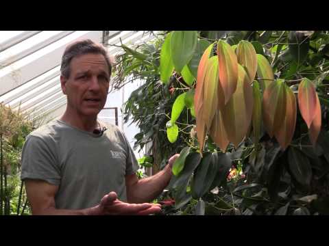วีดีโอ: Ceylon Cinnamon Growing - ข้อมูลเกี่ยวกับ Cinnamomum Zeylanicum Plants