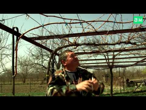 3 წლიანი ნერგის ფომირება ხეივნისთვის