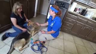 CYNTHIA TRAINER CAM (Episode 8) Training Dogs In The OC from Start to Finish
