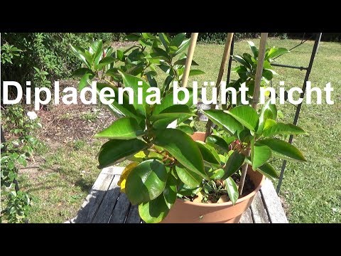 Video: Warum blüht meine Dipladenia nicht?