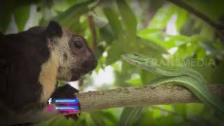 Ular Pucuk VS Jelarang | SI OTAN (10/02/22)