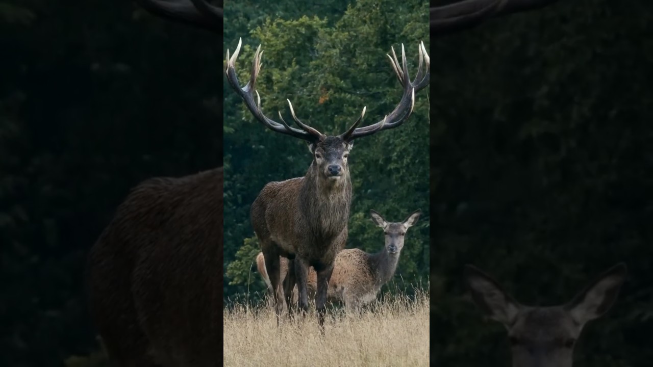 The king in the rain