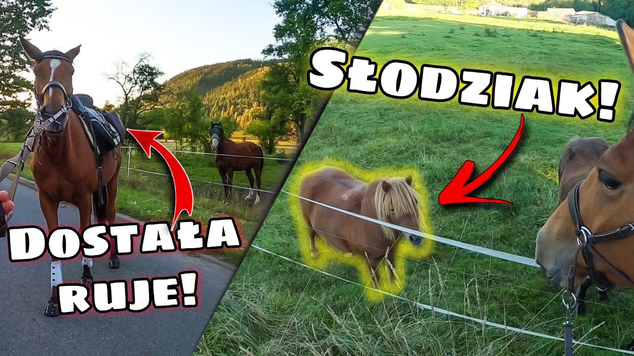 Hubertusowy rajd konny - Część 1