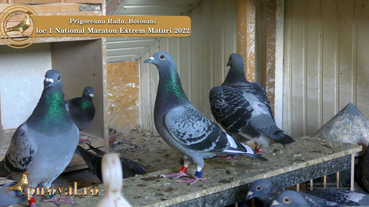 RADU PRIGOREANU, LOC 1 NATIONAL MARATON EXTREM MATURI 2022