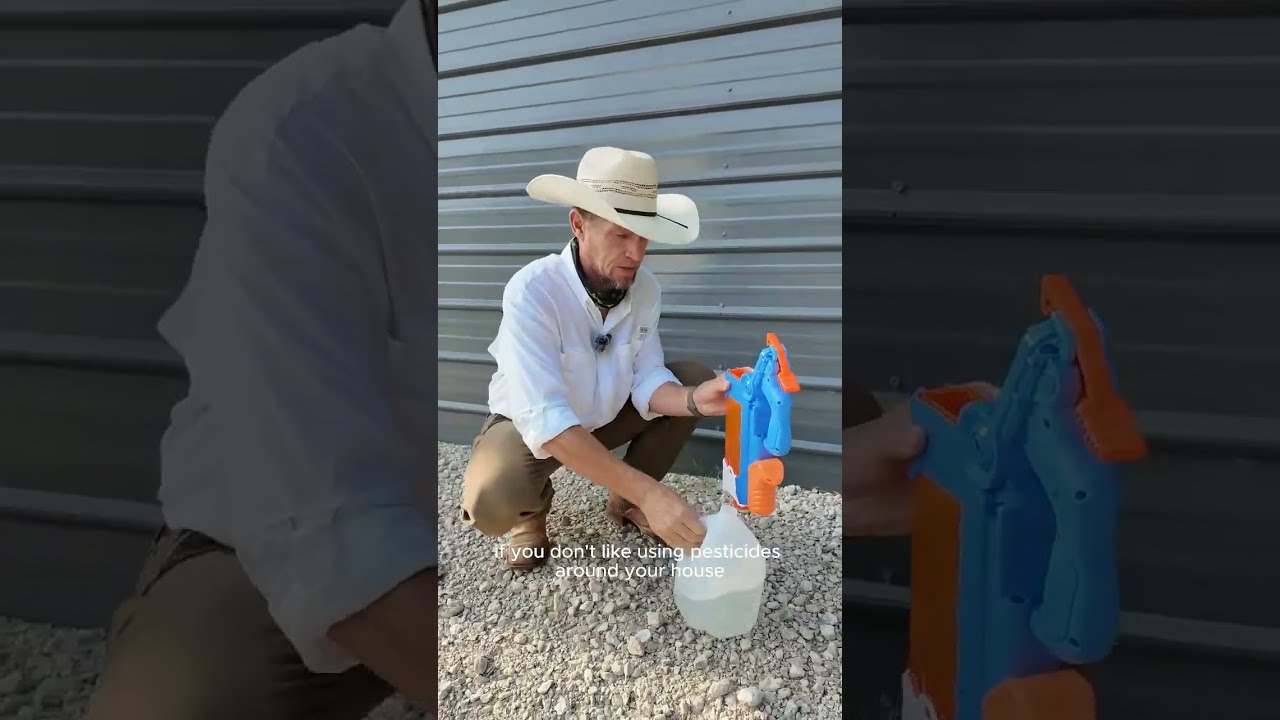 How To Get Rid Of Wasps At Home