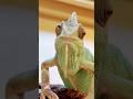 Tared the Chameleon Enjoying a Snack #jraar #chameleon #chameleons #reptile
