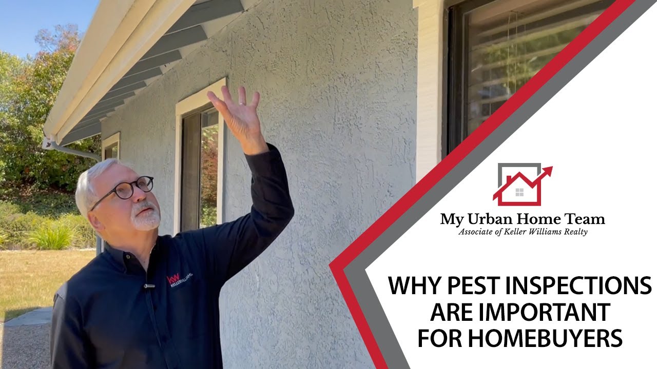 Why Pest Inspections Are Important When Buying a Home YouTube