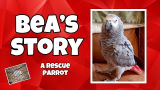 From Squalor to Sanctuary: The Heartwarming Rescue of an African Grey Parrot