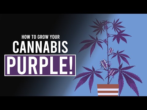 How to Grow your Cannabis PURPLE!
