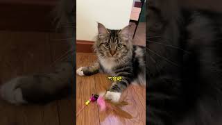 母猫坐月子期间公猫的表现堪称一绝~#动物#萌宠#宠物#animals#funny#cute