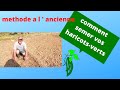 comment semer vos premiers haricots verts