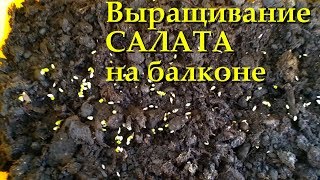 Выращивание салата на балконе Выращивание салата на балконе