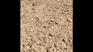Croplan Corn in Idaho