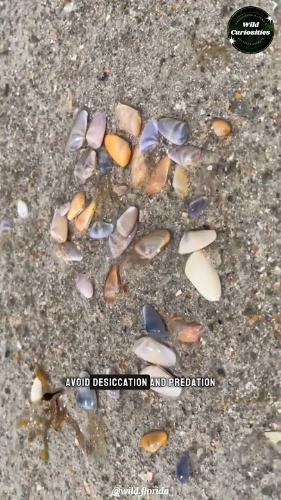 Coquina Clams 🐚 The Bean Clams of the Beach ⛱️🌴