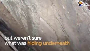 Giải cứu chú cho bị mắc kẹt trong cống thoát nước