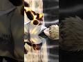 「 Saitama vs Genos fight scene | One Punch man | Edit 」 #anime
