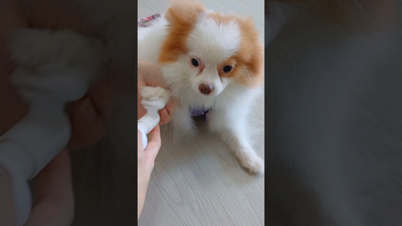 Discover Why Cleaning Your Dog's Paws is a Must! 