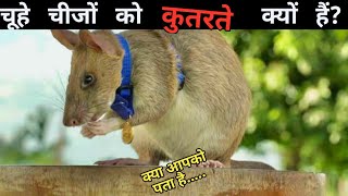 चुहे चीजों को कुतरते क्यों हैं? Enigmatic Facts In The World । Random Facts Hindi #Short