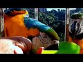 Parrots Drinking Water #cute #viral #parrot