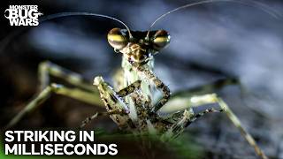 This Alien Mantis Uses Biological Radar for Lethal Depth Perception | Monster Bug Wars