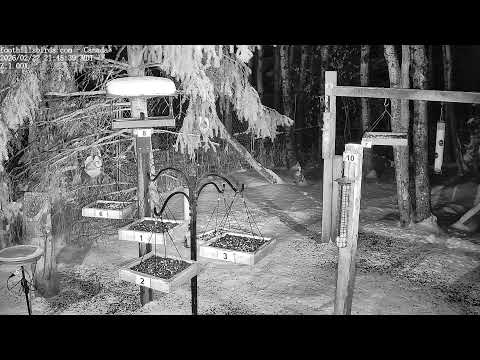 2025-02-22 -  Foothills Birds - PTZ Live Stream Bird Feeder Cam  [65+ Species]