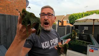 REMOVING KOI POND FULL OF BLANKET WEED (EASY AND CHEAPER) **IMPROVING POND WATER CLARITY