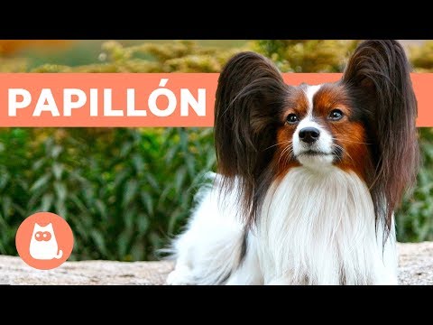 Video: Papillon Raza De Perro Hipoalergénico, Salud Y Vida útil