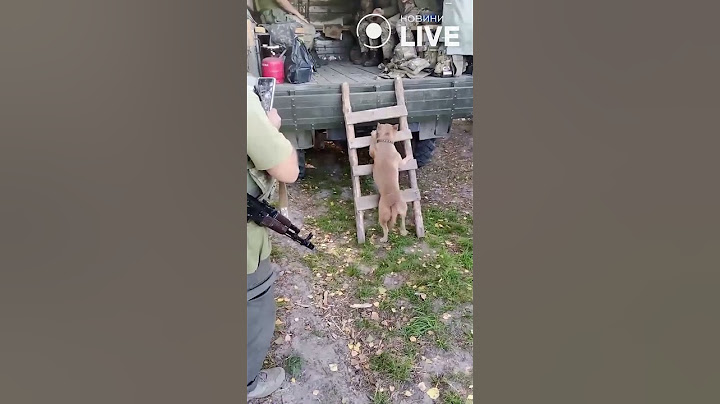 ⚡️⚡️⚡️БОЙОВИЙ пес ЗСУ