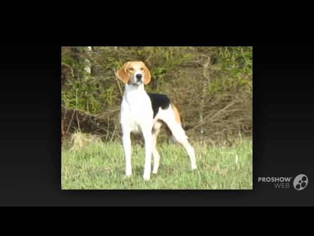 Russian harlequin cheap hound