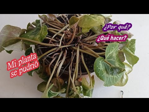 Video: Plantas de ciclamen caídas: motivos y soluciones para las flores y hojas de ciclamen caídas