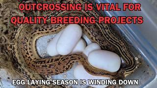 How often do you OUTCROSS your breeding projects? As the hobby grows, it is more IMPORTANT than ever