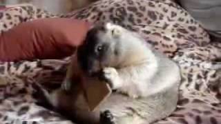 Fat marmot eating a cracker!