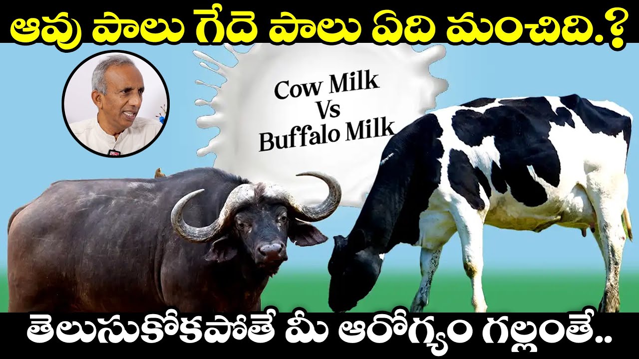 Which Is The Next Best Option After Mother Milk?| Cow Milk Vs BuffaloMilk  |PrakrutiVanam Prasad|TXTV - YouTube